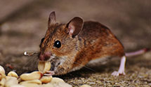 24 Hour & Emergency Exterminators in Hyndman, PA